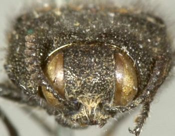 Media type: image;   Entomology 2726 Aspect: head frontal view